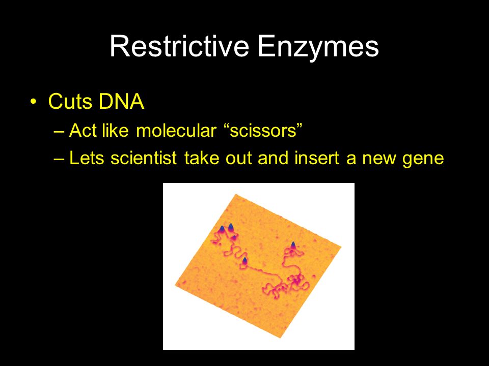 Restrictive Enzymes Cuts DNA Act like molecular scissors