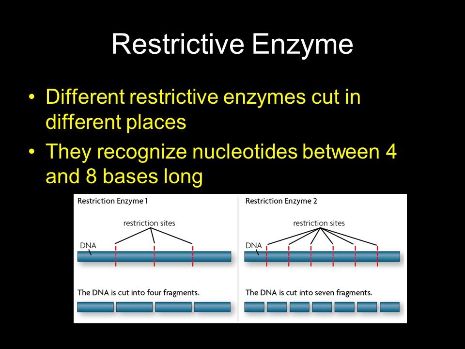 Restrictive Enzyme Different restrictive enzymes cut in different places.