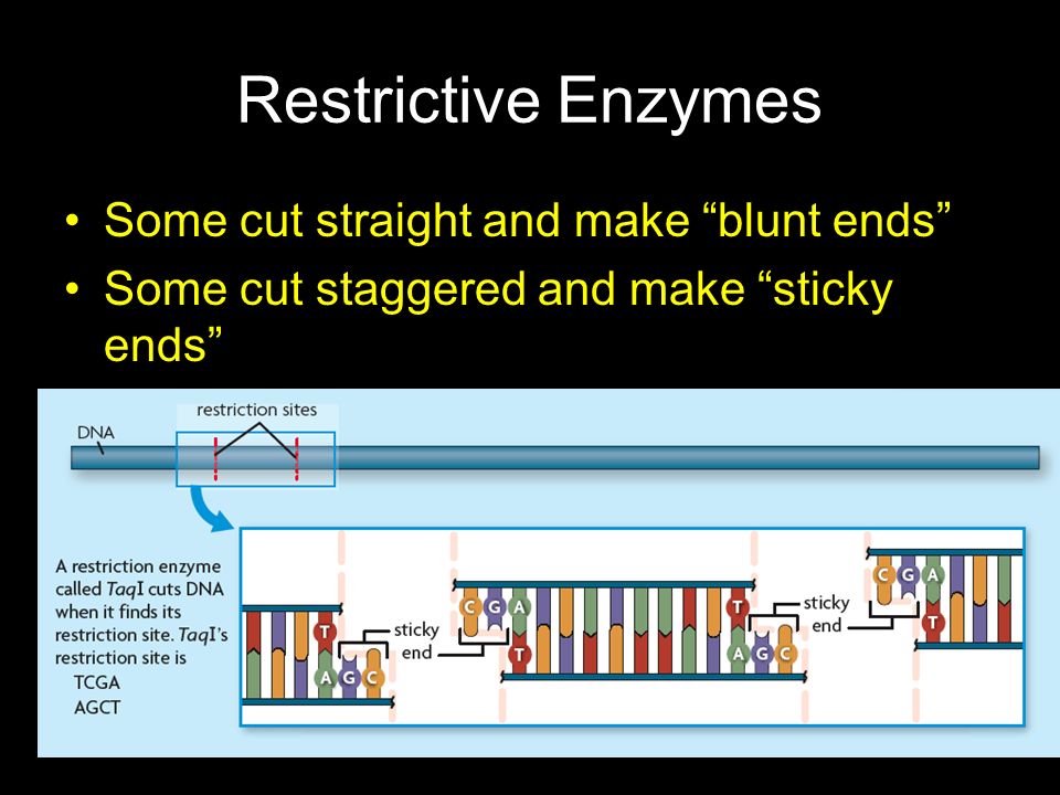 Restrictive Enzymes Some cut straight and make blunt ends