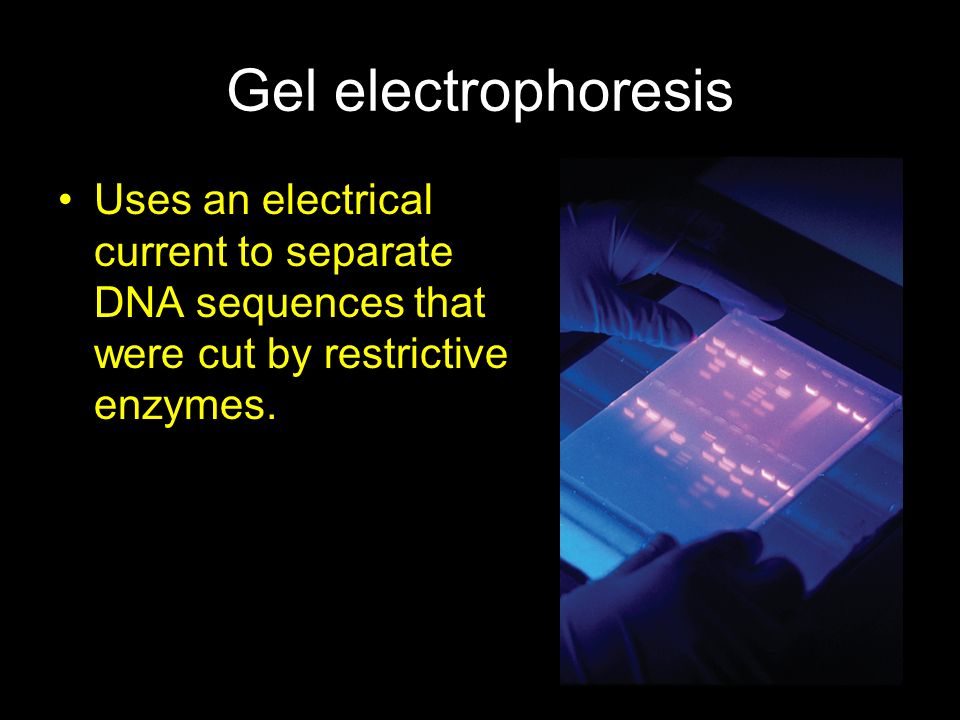 Gel electrophoresis Uses an electrical current to separate DNA sequences that were cut by restrictive enzymes.