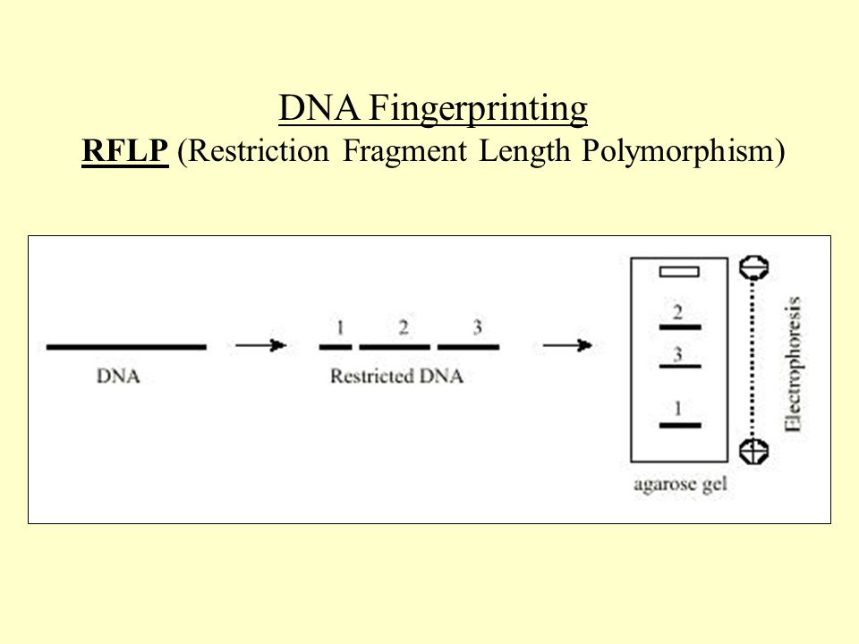 RFLP (Restriction Fragment Length Polymorphism)