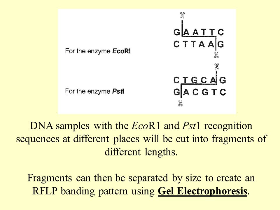 DNA samples with the EcoR1 and Pst1 recognition sequences at different places will be cut into fragments of different lengths.