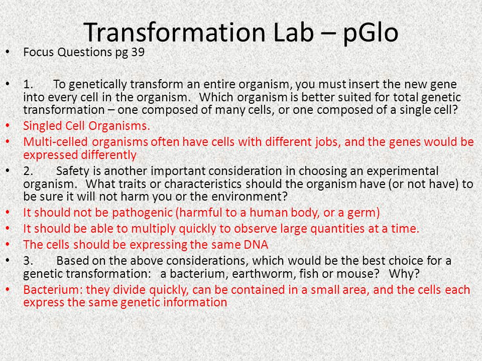 Which organism is better suited for total genetic transformation