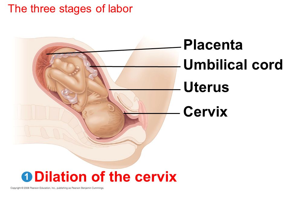 Placenta Umbilical cord Uterus Cervix Dilation of the cervix.