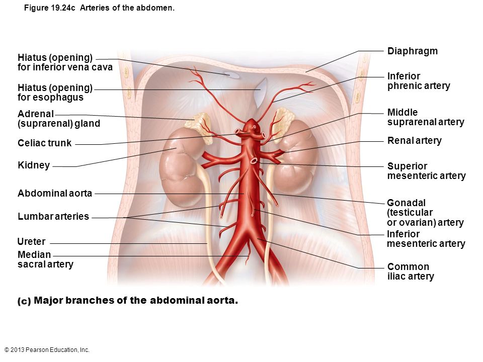 Major branches of the abdominal aorta.
