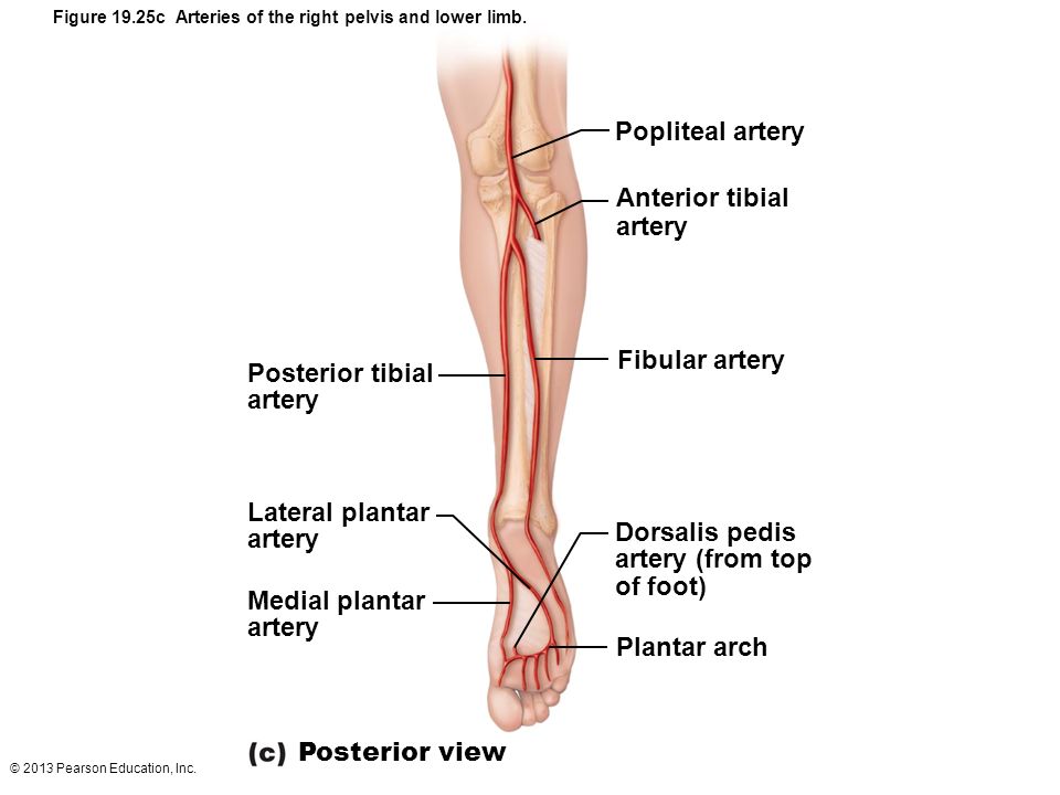 Popliteal artery Anterior tibial artery Fibular artery