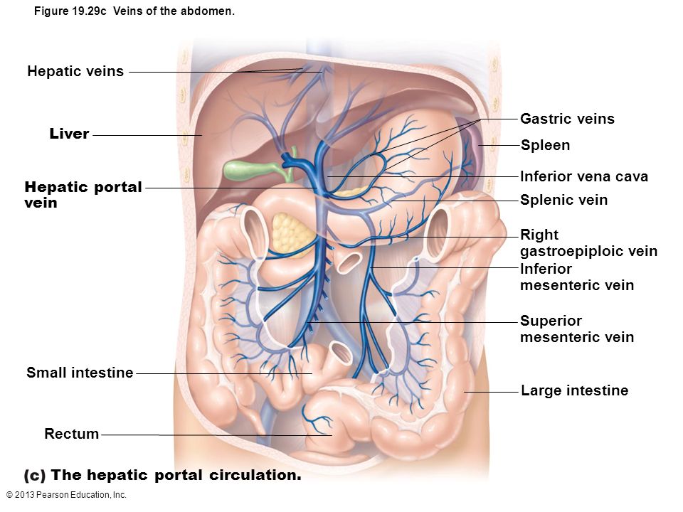 33 Label The Veins Of The Hepatic Portal System Labels Design Ideas 33 Label The Veins Of The Hepatic Portal System Labels Design Ideas