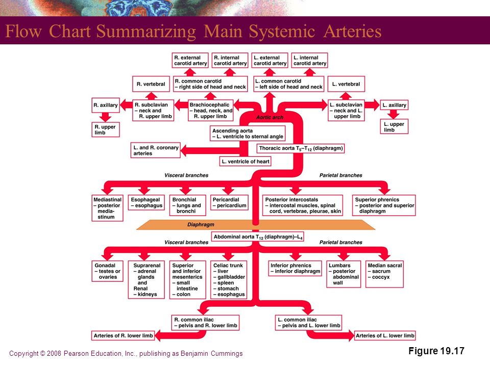Arterial System Flow Chart