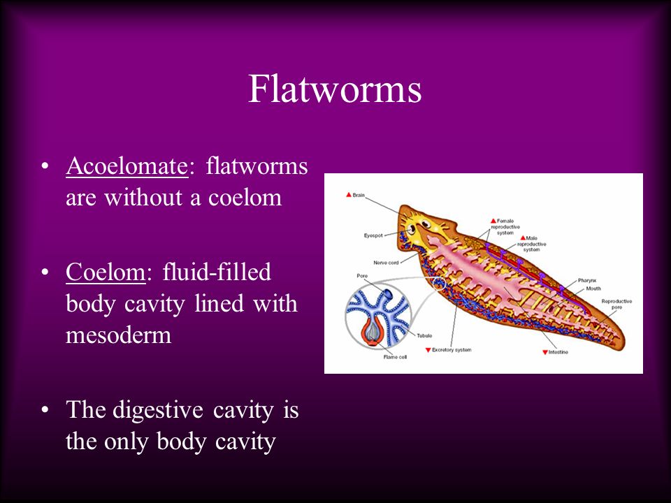 Platyhelminthes tulajdonságai coelom. Acelomados biológiai jellemzői, fajok példái