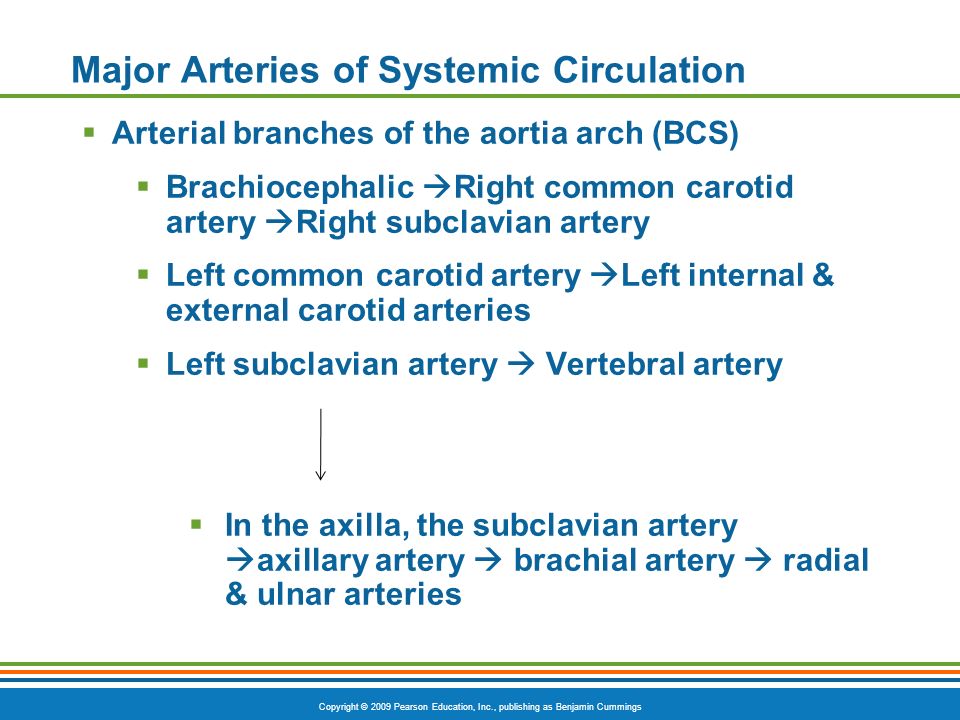 Major Arteries of Systemic Circulation