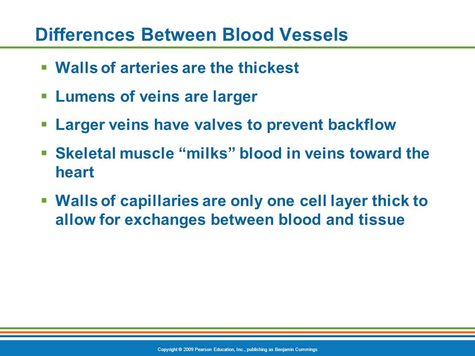 Differences Between Blood Vessels