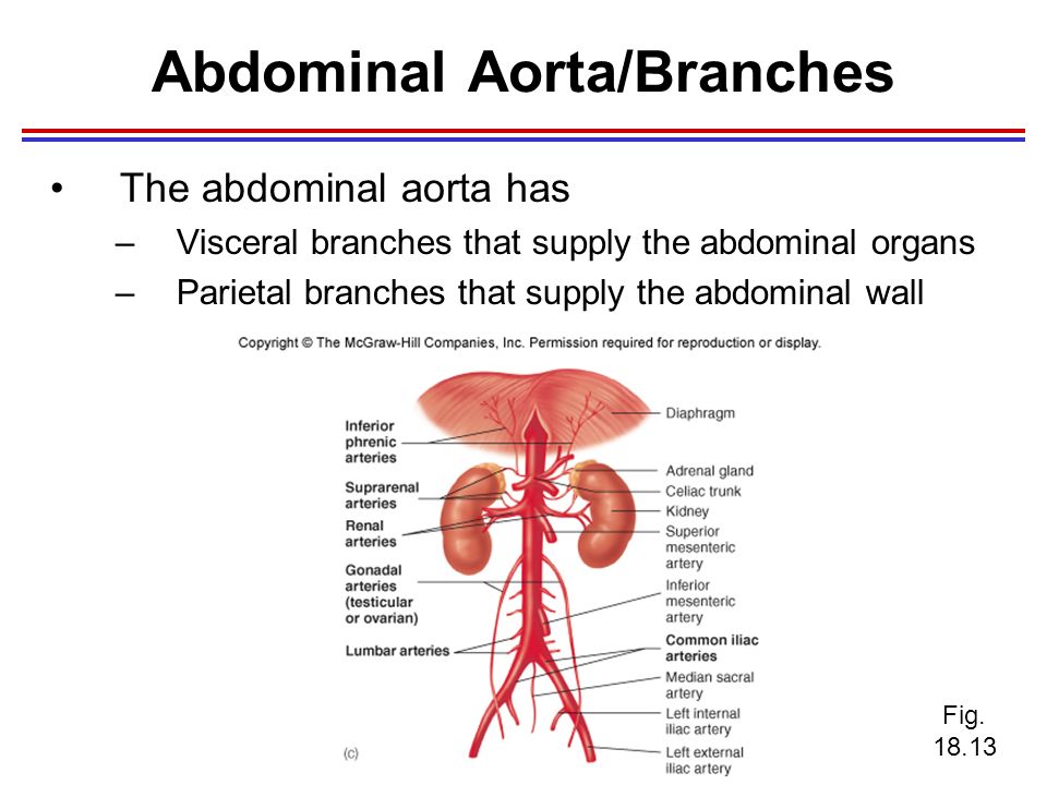 visceral branches of abdominal aorta