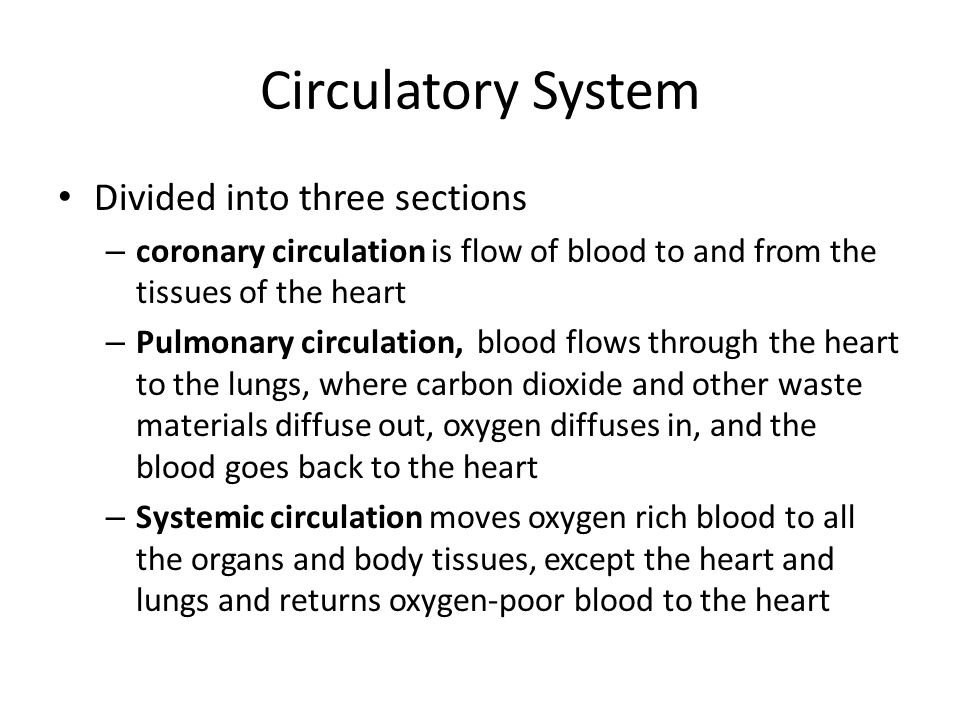 Circulatory System Divided into three sections