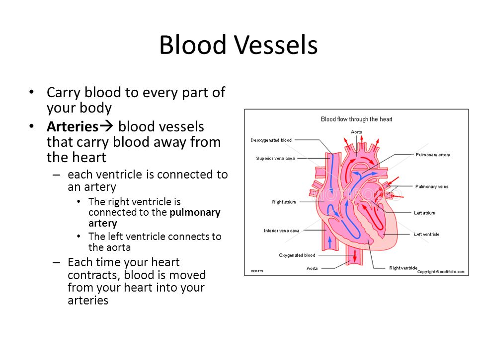 Blood Vessels Carry blood to every part of your body