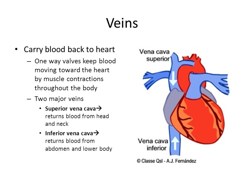 Veins Carry blood back to heart