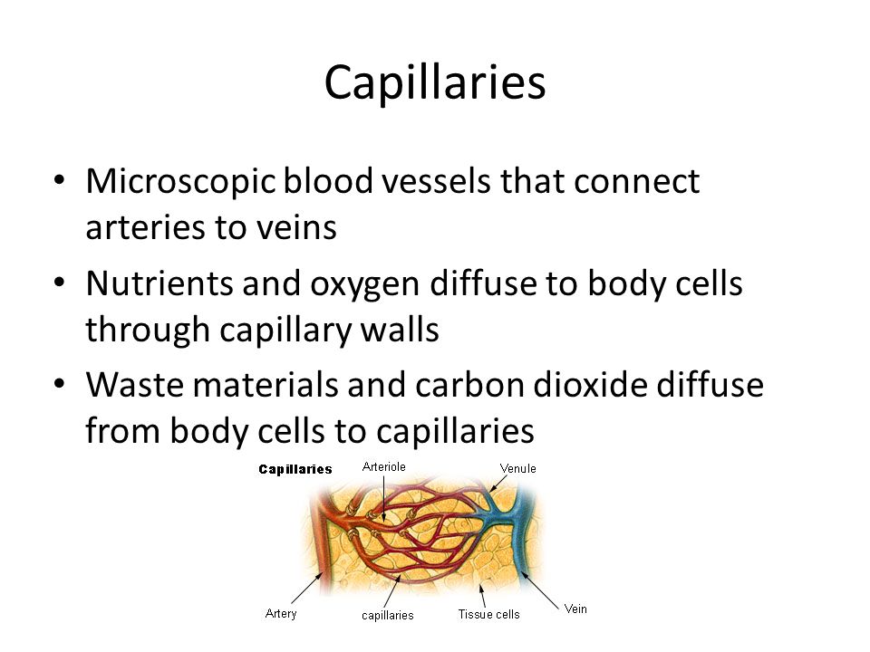 Capillaries Microscopic blood vessels that connect arteries to veins