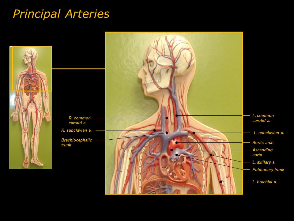 Principal Arteries L. common carotid a. R. common carotid a.