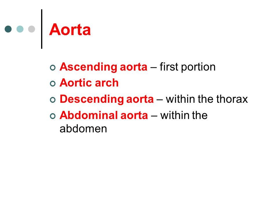 Aorta Ascending aorta – first portion Aortic arch
