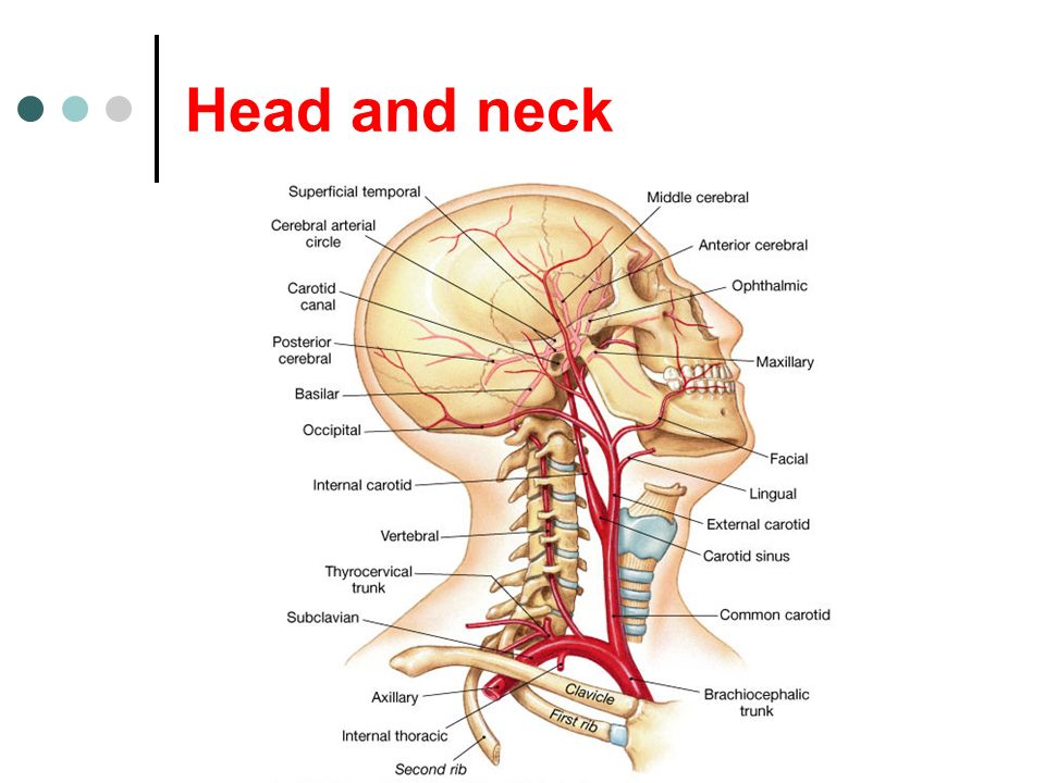 Head and neck