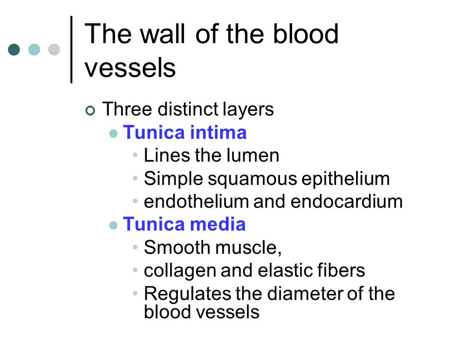 The wall of the blood vessels
