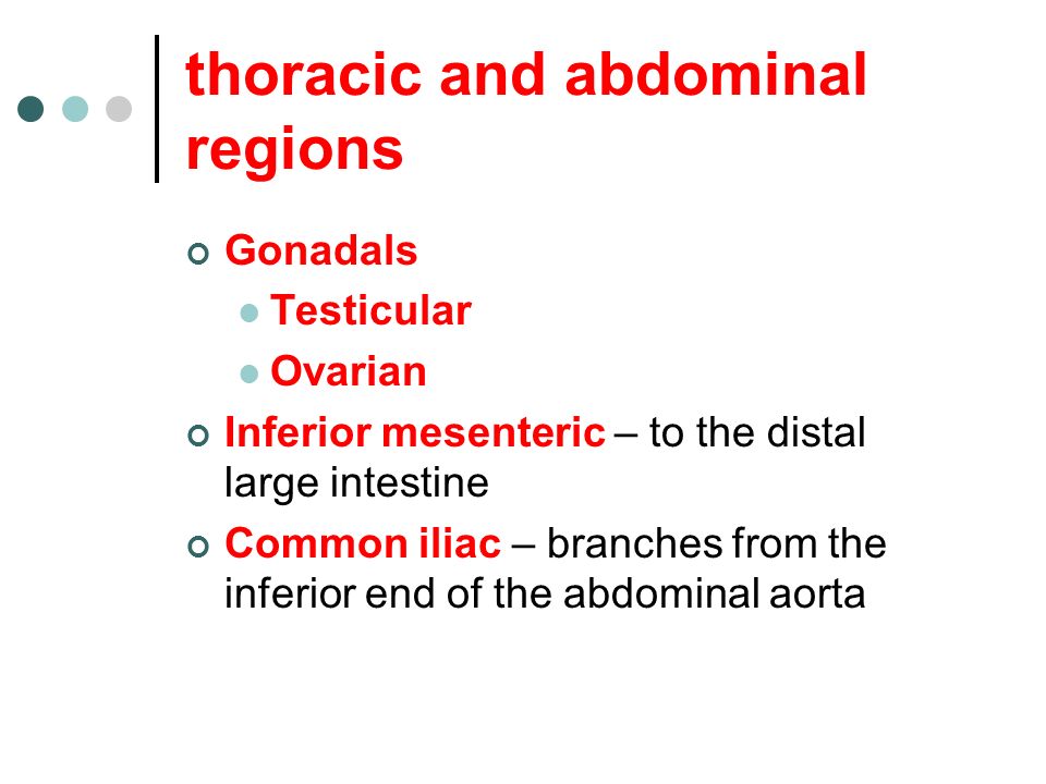 thoracic and abdominal regions