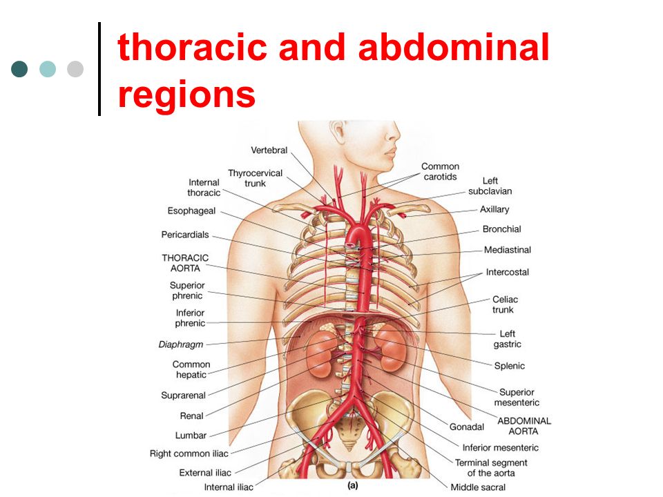 thoracic and abdominal regions
