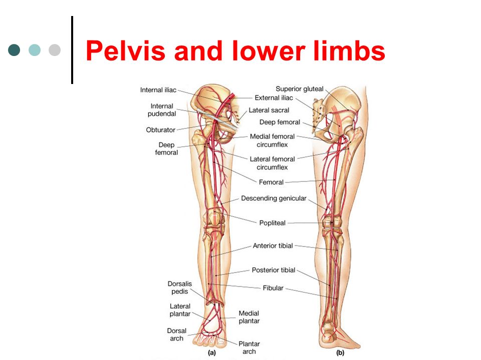 Pelvis and lower limbs