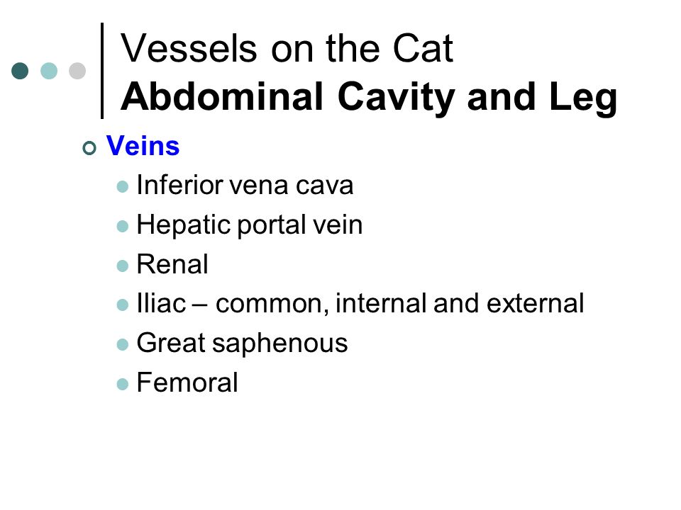 Vessels on the Cat Abdominal Cavity and Leg