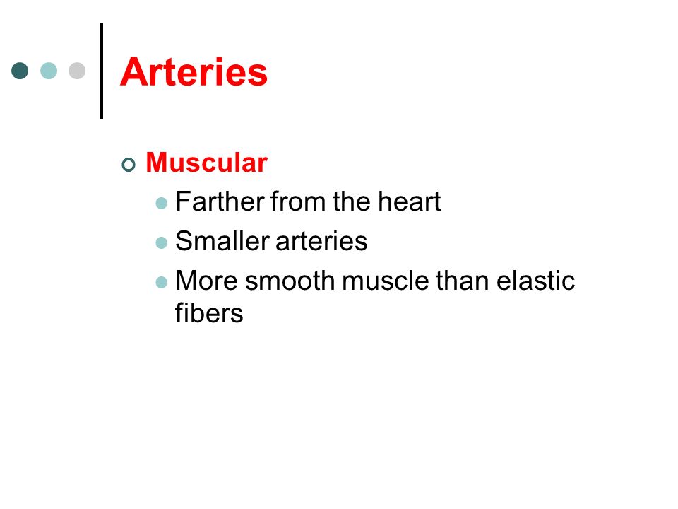 Arteries Muscular Farther from the heart Smaller arteries