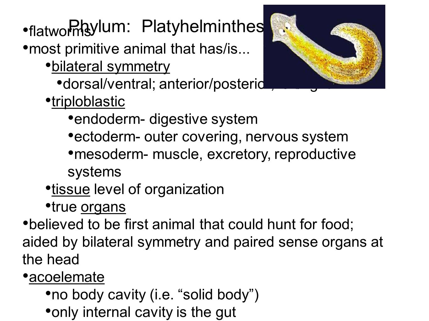 a phylum platyhelminthes definíciója