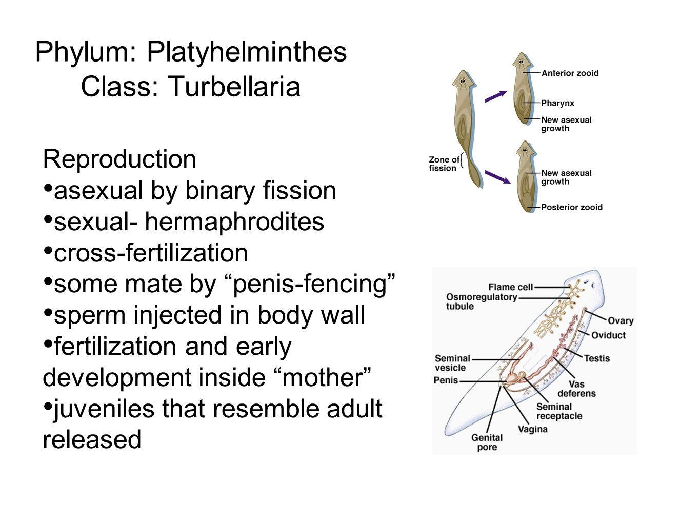 A növényrendszertan alapjai biológia tanárszakos hallgatóknak Phylum platyhelminthes coelom típus
