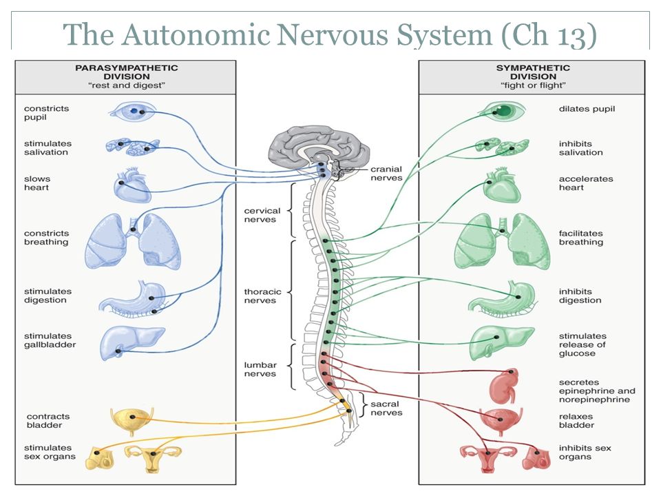 The Autonomic Nervous System (Ch 13)
