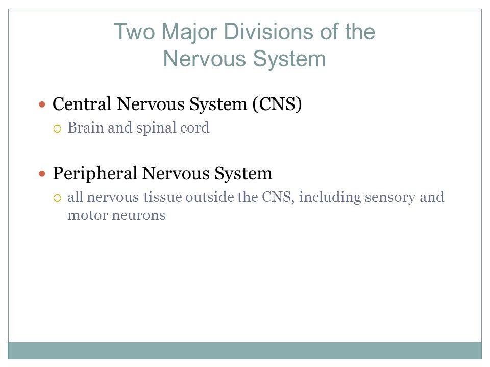 Two Major Divisions of the Nervous System