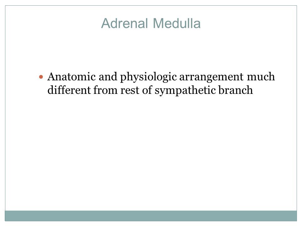 Adrenal Medulla Anatomic and physiologic arrangement much different from rest of sympathetic branch.