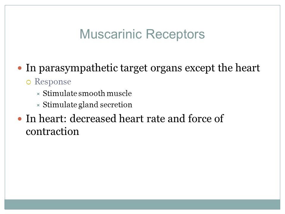 Muscarinic Receptors In parasympathetic target organs except the heart