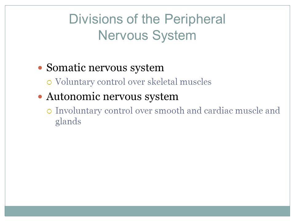 Divisions of the Peripheral Nervous System