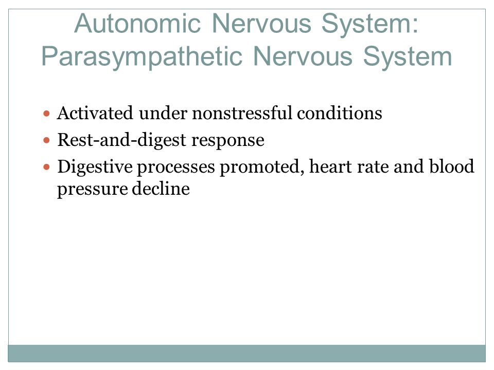 Autonomic Nervous System: Parasympathetic Nervous System