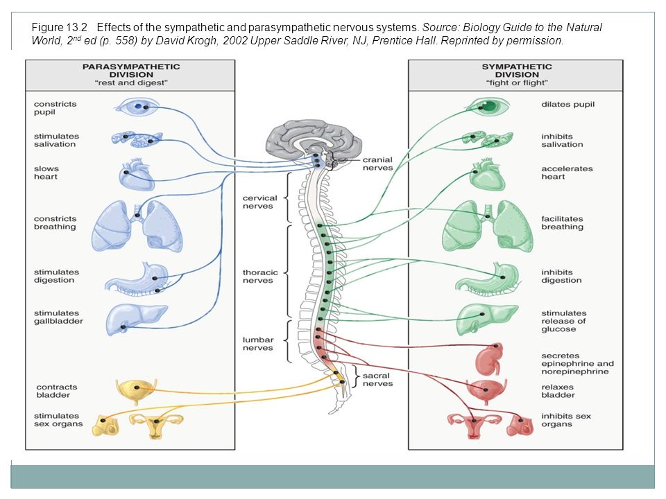Figure 13.2 Effects of the sympathetic and parasympathetic nervous systems.