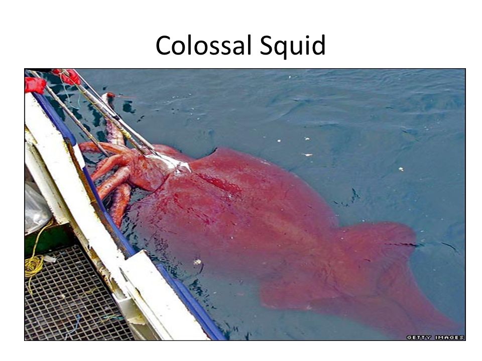 "Spectacle in the Atlantic: American Fishermen's Extraordinary Chase of
