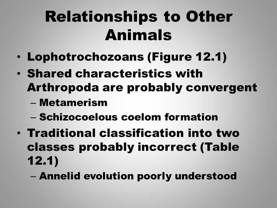 Annelida: The Metameric Body Form - ppt video online download