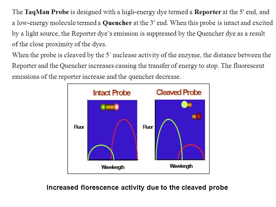The TaqMan Probe is designed with a high-energy dye termed a Reporter at the 5 end, and a low-energy molecule termed a Quencher at the 3 end. When this probe is intact and excited by a light source, the Reporter dye’s emission is suppressed by the Quencher dye as a result