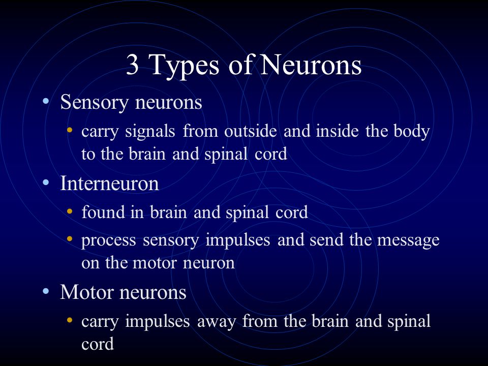 3 Types of Neurons Sensory neurons Interneuron Motor neurons