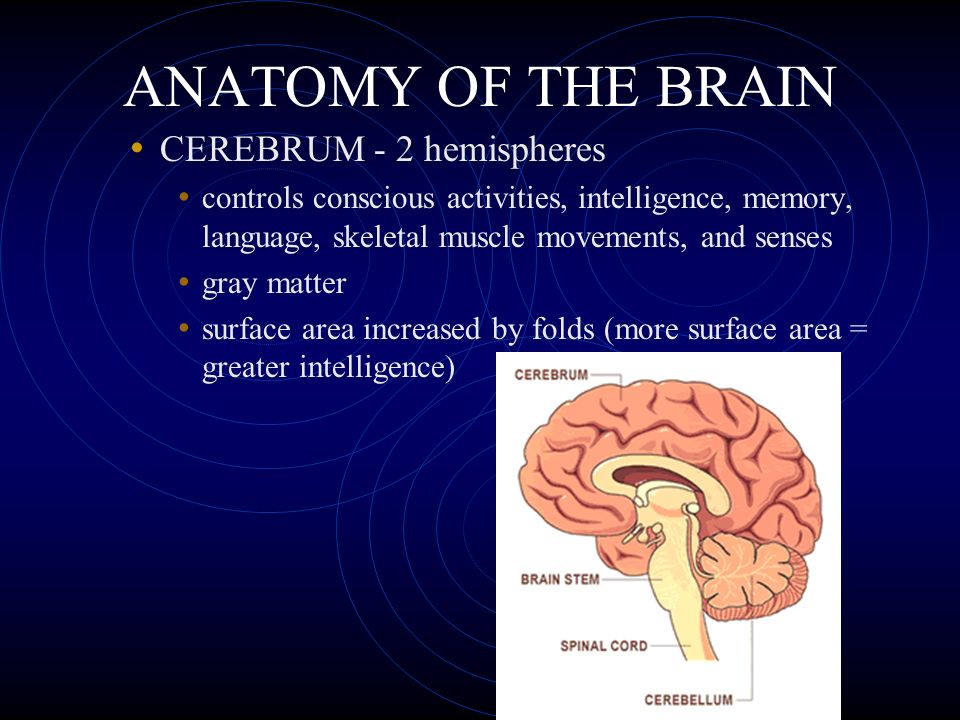 ANATOMY OF THE BRAIN CEREBRUM - 2 hemispheres