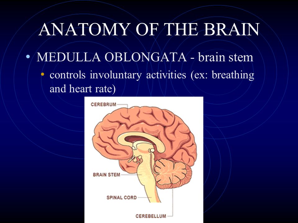 ANATOMY OF THE BRAIN MEDULLA OBLONGATA - brain stem