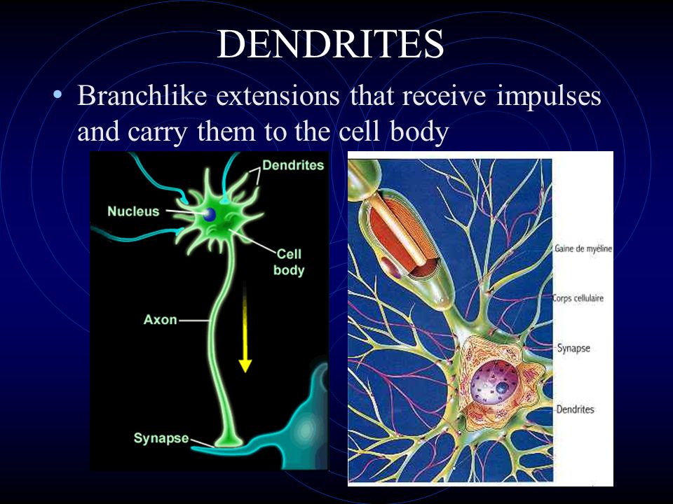 DENDRITES Branchlike extensions that receive impulses and carry them to the cell body