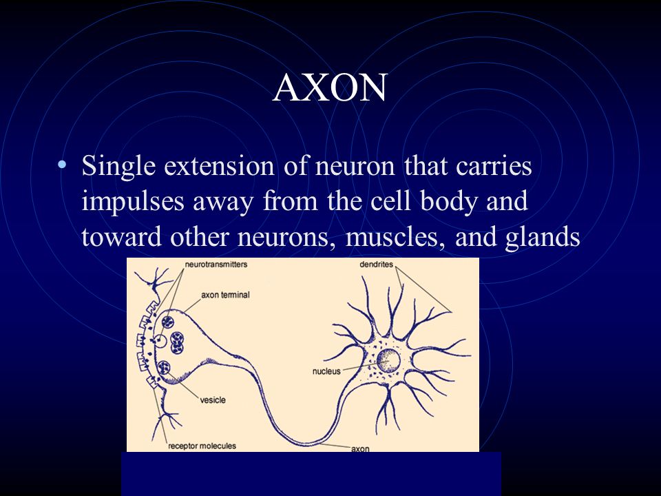 AXON Single extension of neuron that carries impulses away from the cell body and toward other neurons, muscles, and glands.