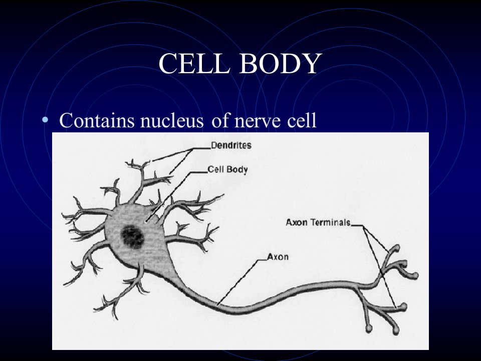 CELL BODY Contains nucleus of nerve cell