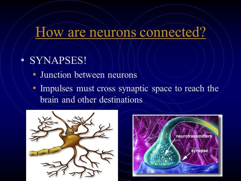 How are neurons connected