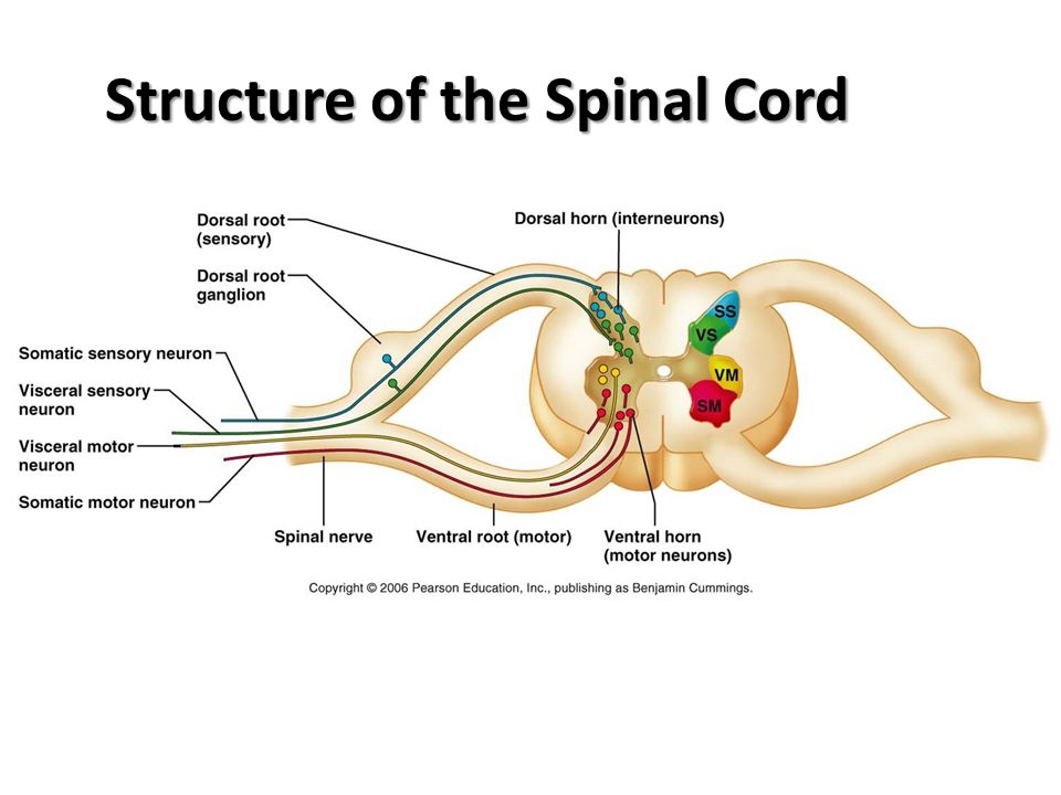 Spinal brain. Spinal Cord Internal structure. Спинной мозг на англ. Spinel structure. The structure of the Human Spinal Cord.