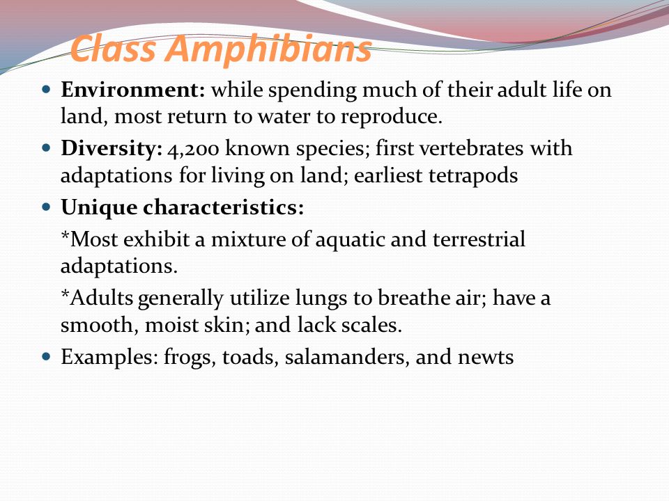 Class Amphibians Environment: while spending much of their adult life on land, most return to water to reproduce.